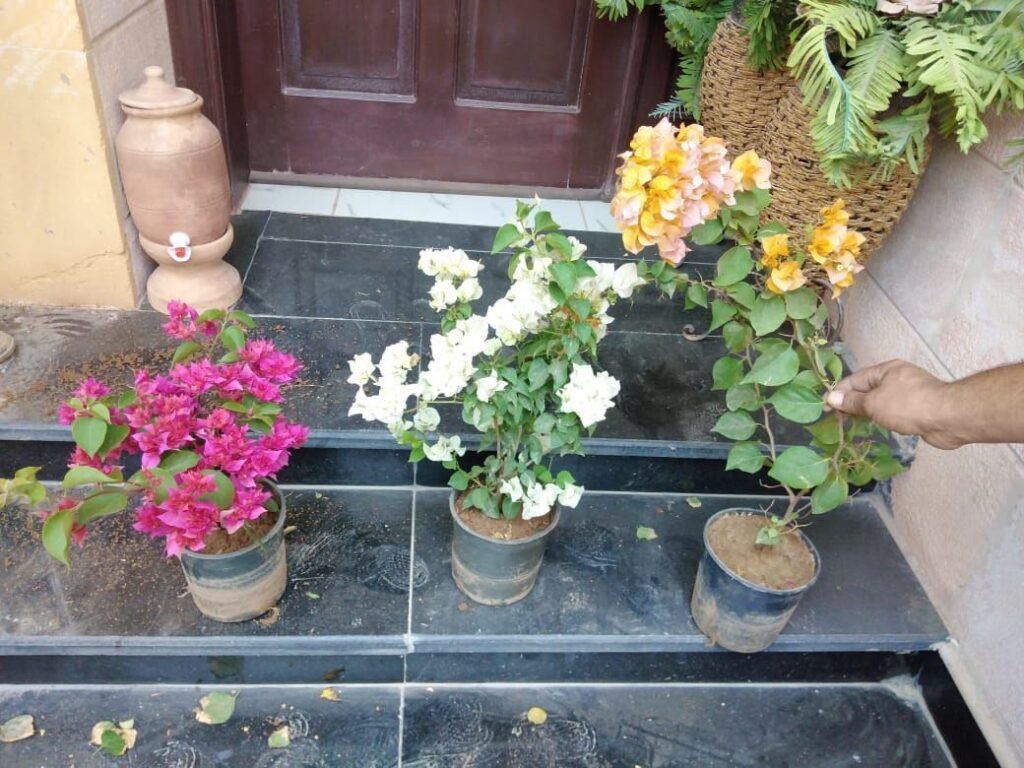 اشجار ونباتات زرع طبيعي